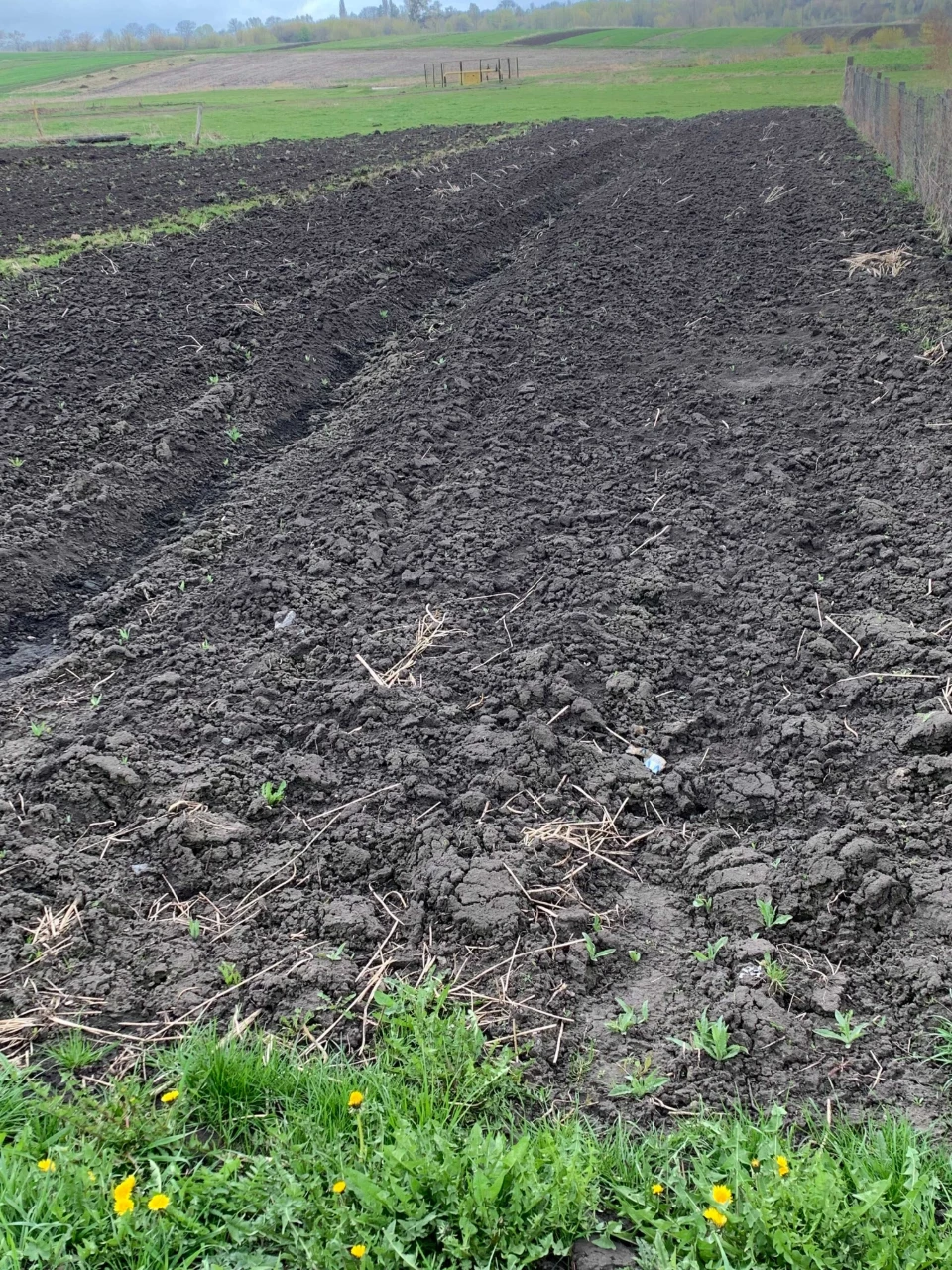 Земельна ділянка  7.5 соток, Чуднів, вулиця Польова