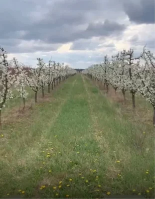 Берегово .Земельна ділянка 15 га,персик сад