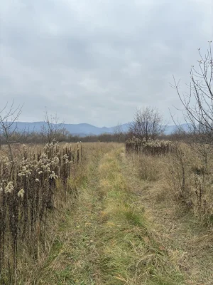 Продається земельна ділянка 15 соток у місті Тячів