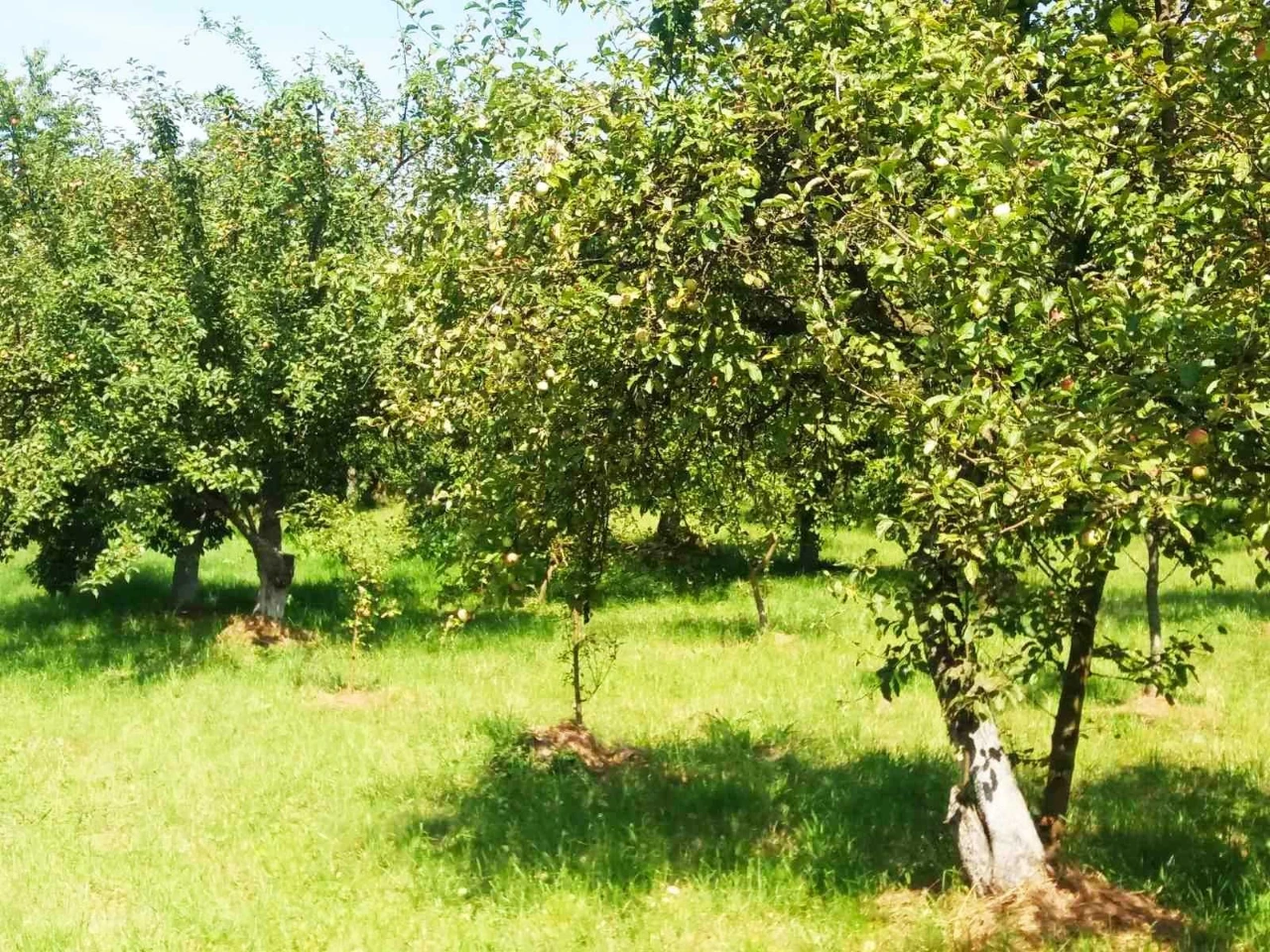 продам земельну ділянку 0,29 га в м. Болехів