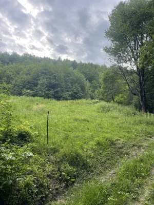 Земельна ділянка в лісі
