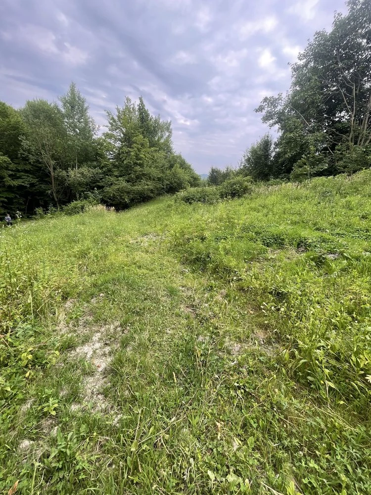 Земельна ділянка в лісі
