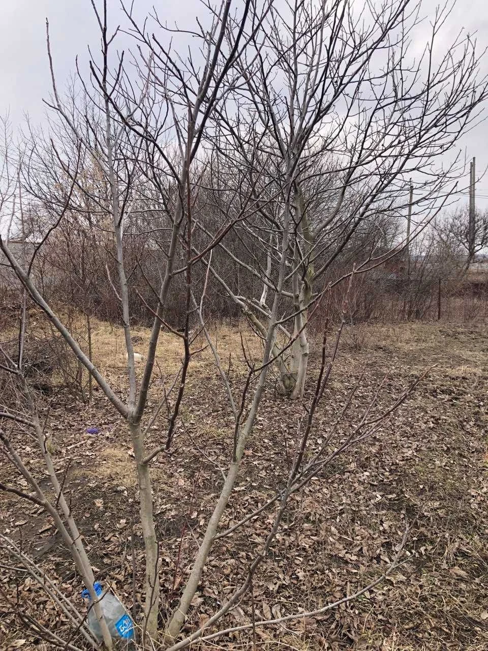 Продаємо дачну земельну ділянку, поруч дорога на Терезине (6