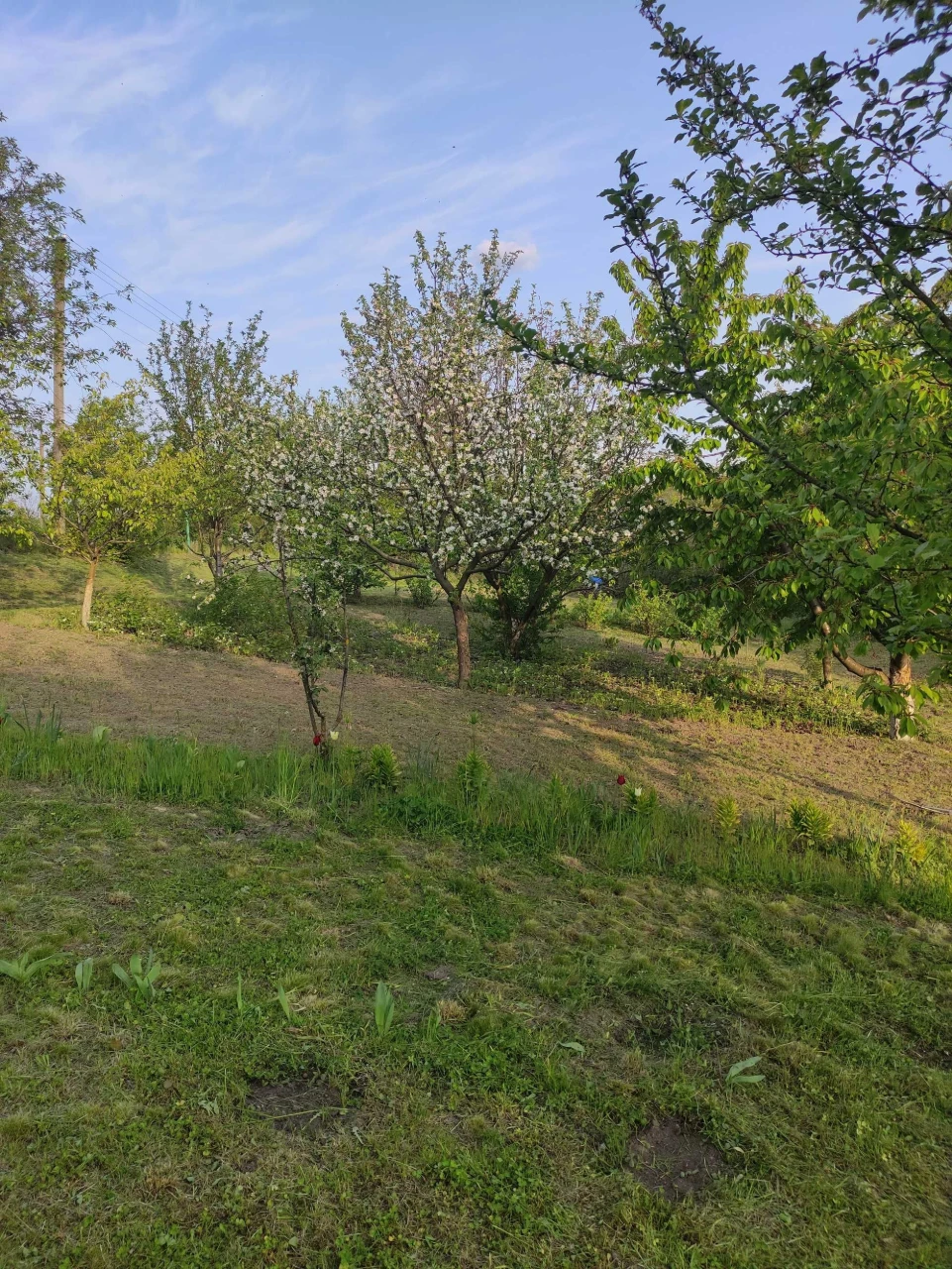 Продам дачну ділянку