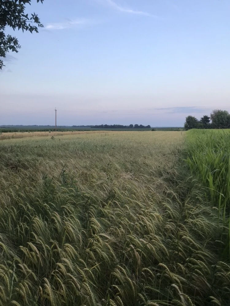 Продам земельну ділянку (50 сот)