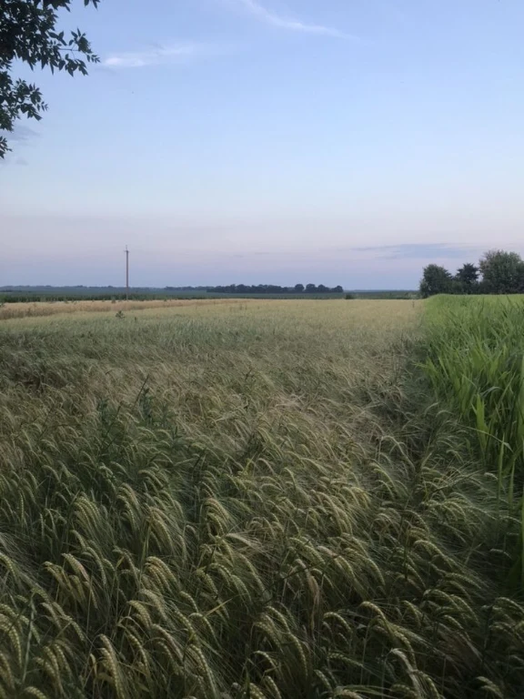 Продам земельну ділянку (50 сот)