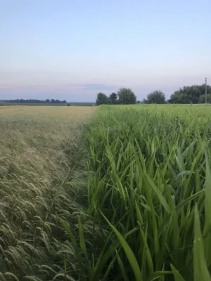 Продам земельну ділянку (50 сот)