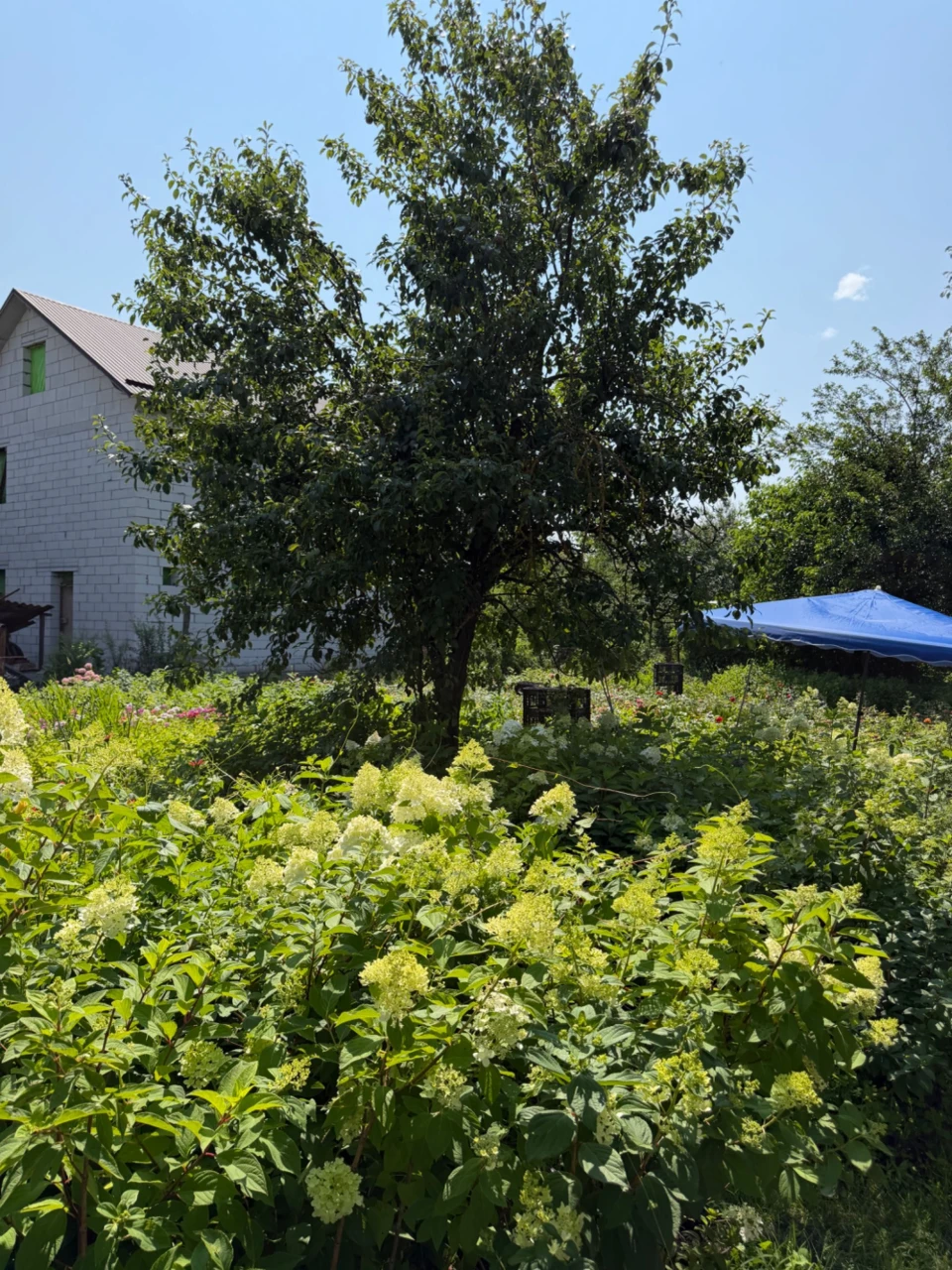 Продам ділянку в Броварах, район Старий центр; 8 соток