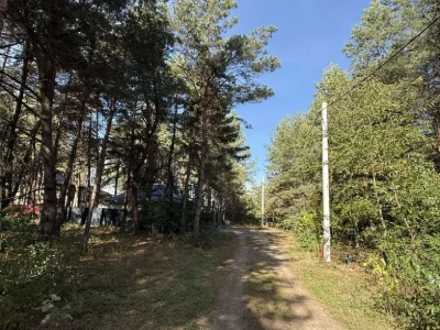 12сот в хвойному лісі / Рожівка / 5хв Бровари / ел.енергія б