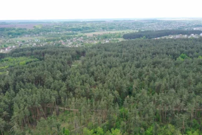 Васильків 46 соток поруч з лісом
