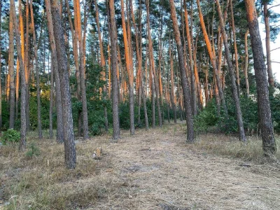 Земельна ділянка у Василькові в сосновому лісі (р-н "Хлібзав