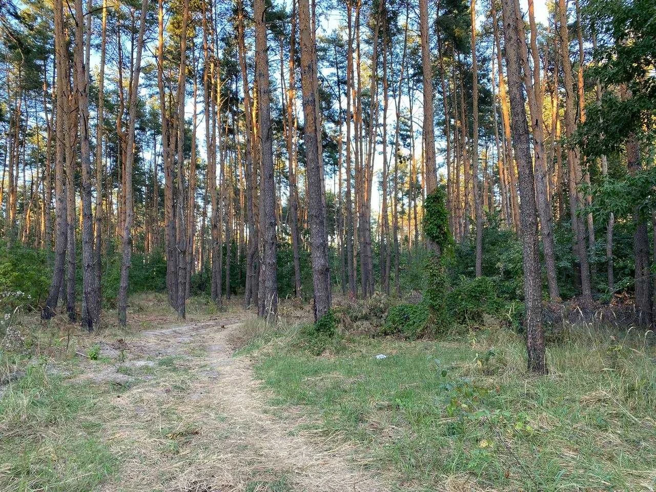 Земельна ділянка у Василькові в сосновому лісі (р-н "Хлібзав