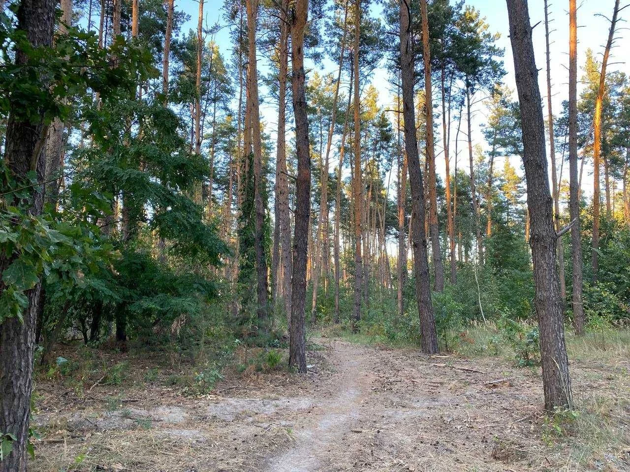 Земельна ділянка у Василькові в сосновому лісі (р-н "Хлібзав