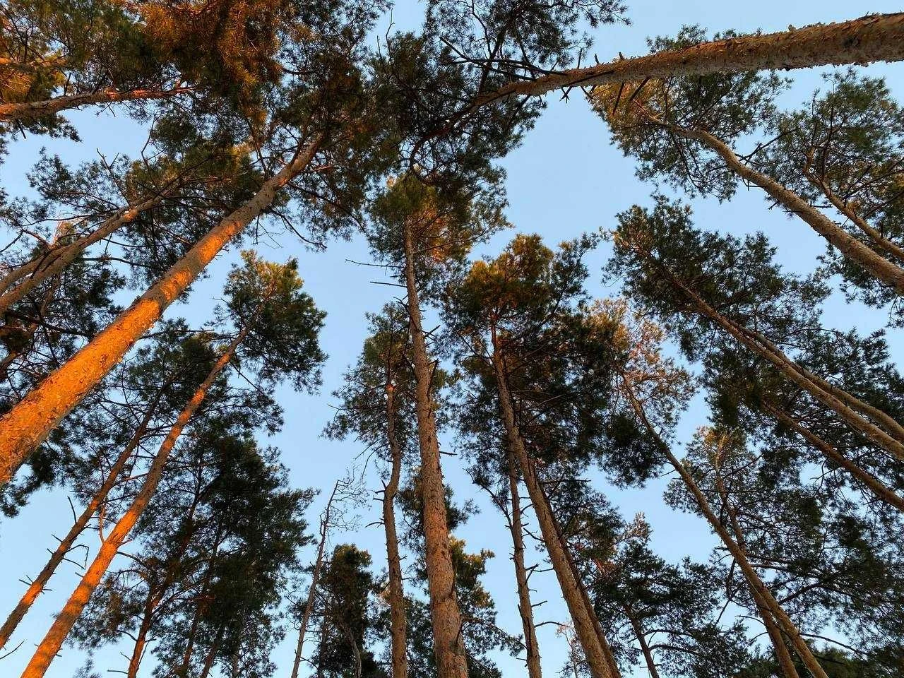 Земельна ділянка у Василькові в сосновому лісі (р-н "Хлібзав