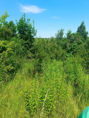 Продам земельну ділянку. Срочно