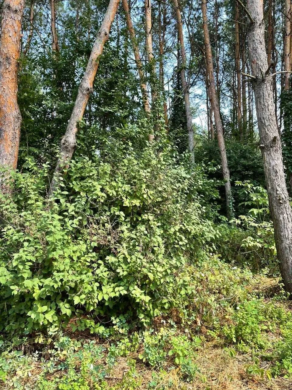 Продам власну земельну ділянку в м. Вишгород в 1-й лініі від