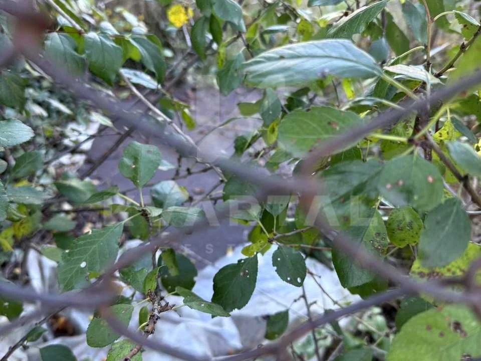 Ділянка. Ірпінь, Незалежності вул.