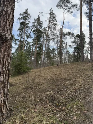 Прода ділянки з СОСНАМИ 10 соток з електрикою під будівництв