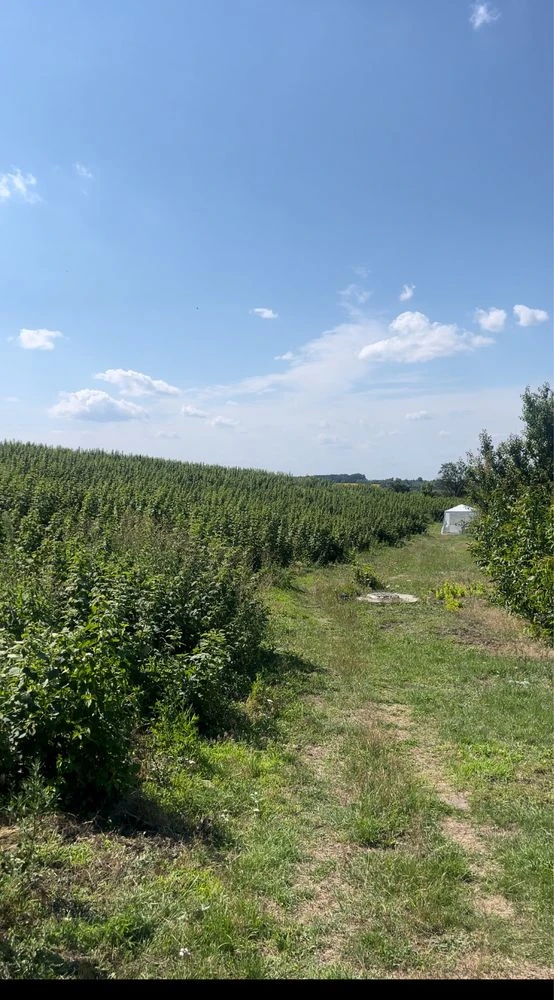Продаж бізнесу з вирощування малини 5,5 га