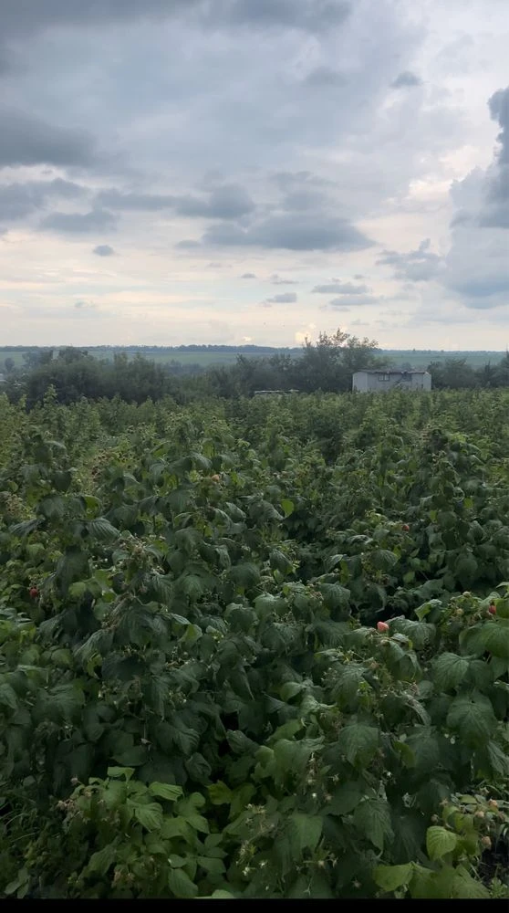 Продаж бізнесу з вирощування малини 5,5 га