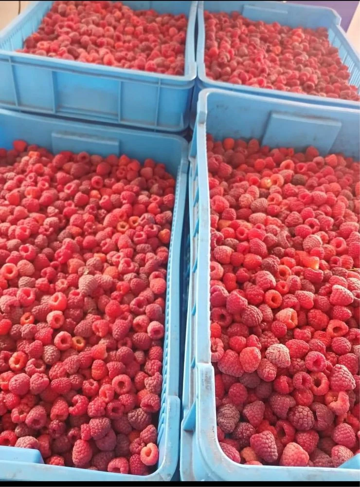 Продаж бізнесу з вирощування малини 5,5 га