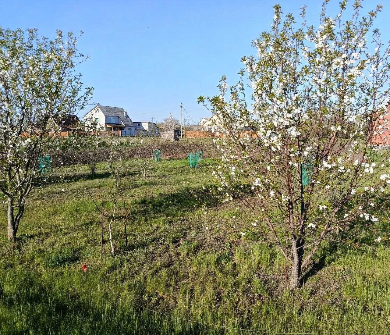 Земля під забудову + фруктовий сад | 10 соток