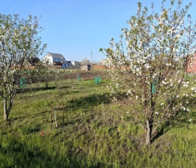 Земля під забудову + фруктовий сад | 10 соток