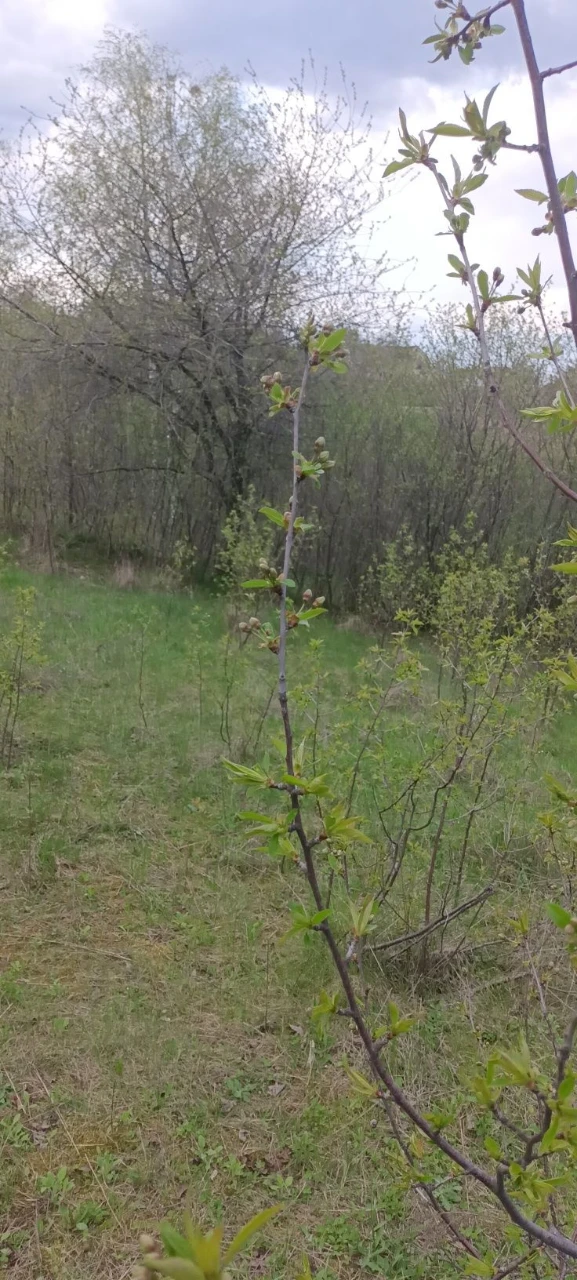 земельна ділянка