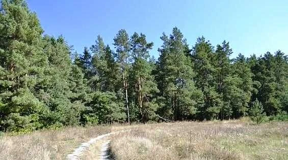 1,86 Га біля Обухова під забудову | Від власника, без комісі