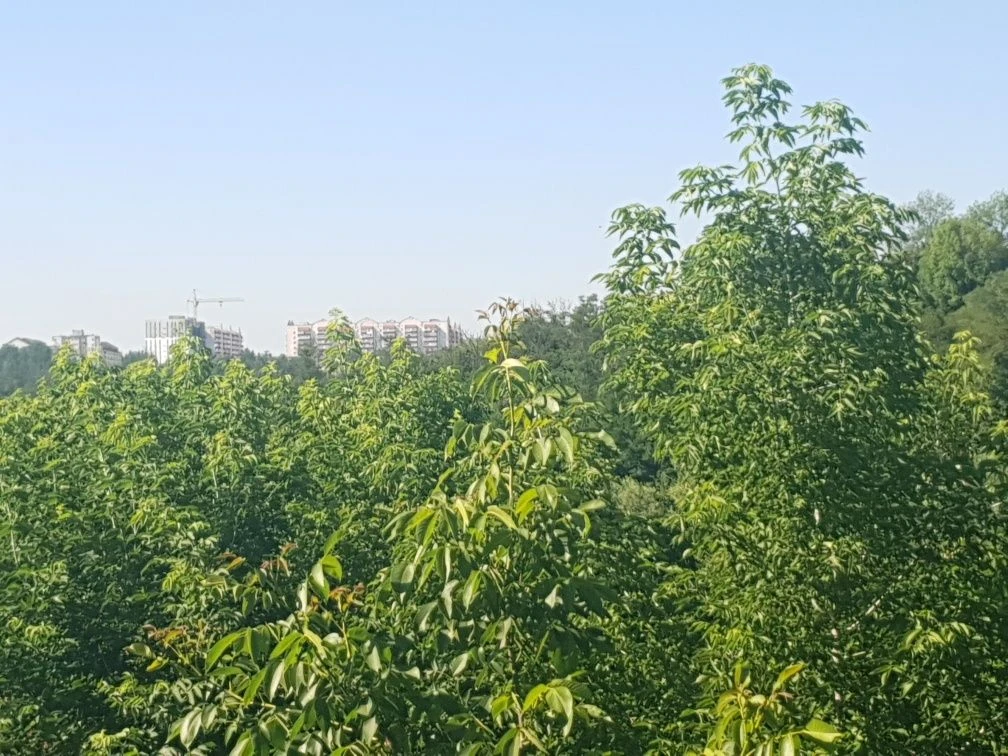 Обухів 50 соток під забудову