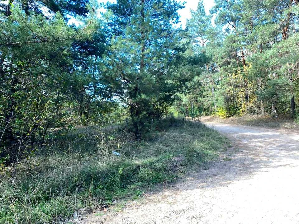 Ділянка. Гайворон, Соснова
