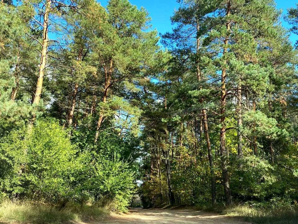 Ділянка. Гайворон, Соснова