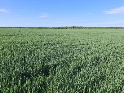 Готoве діюче аграрне господарство — майже 500 га, безпосеред