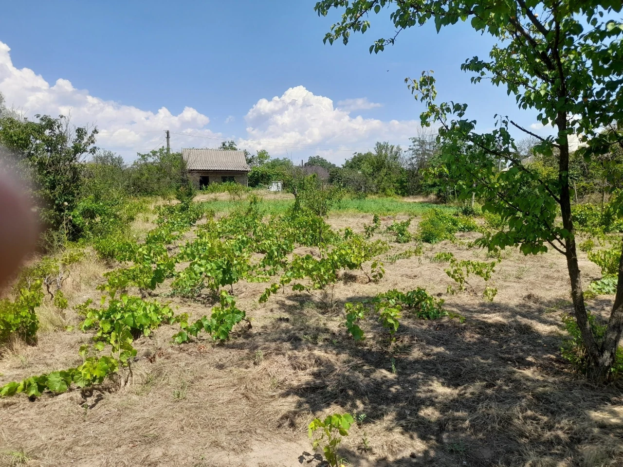 Продам приватизовану дачну ділянку в районі центрального кла