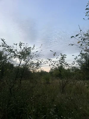 Продается дачный участок 12 сот С О Барвинок .