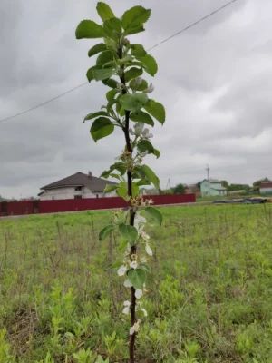 Продам земельну ділянку