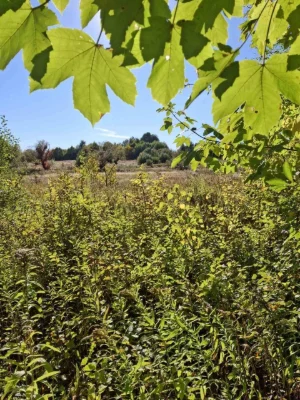 🌿 Продаж земельної ділянки | м. Кременець