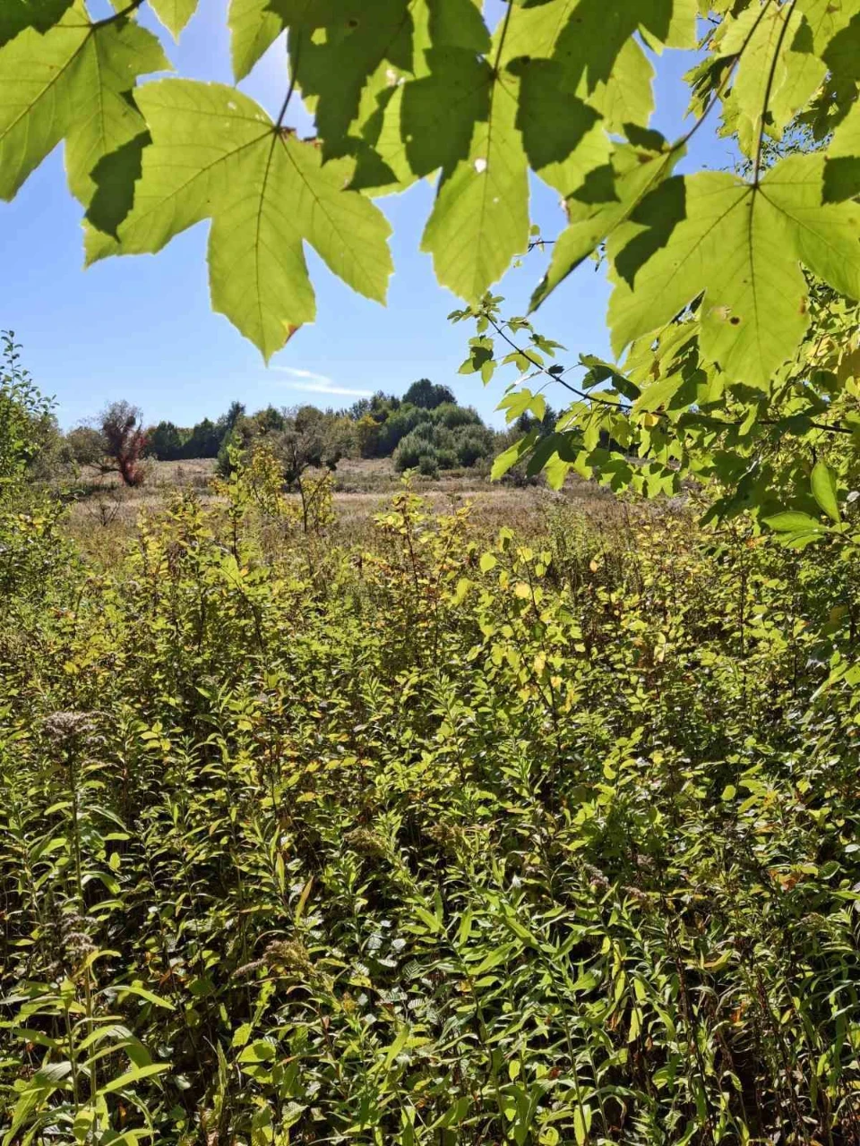 🌿 Продаж земельної ділянки | м. Кременець