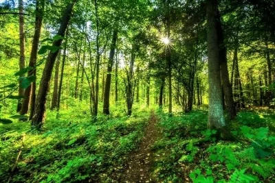 Продам 27сот Каменка,крайній від лісу з власним озером.