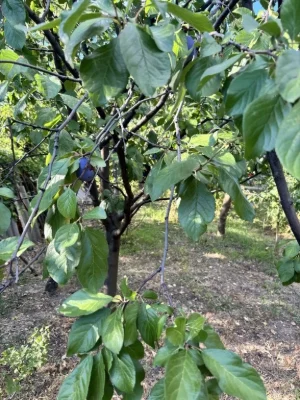 Продам дачу в кооперативі МІЧУРІНЕЦЬ