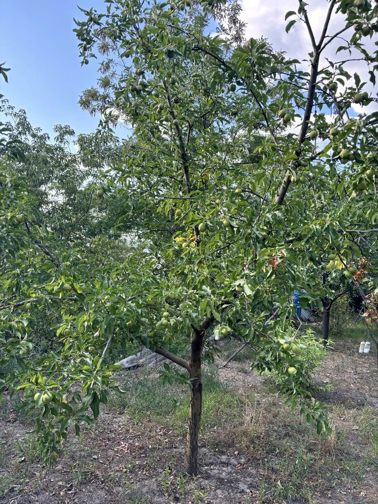 Продам дачу в кооперативі МІЧУРІНЕЦЬ