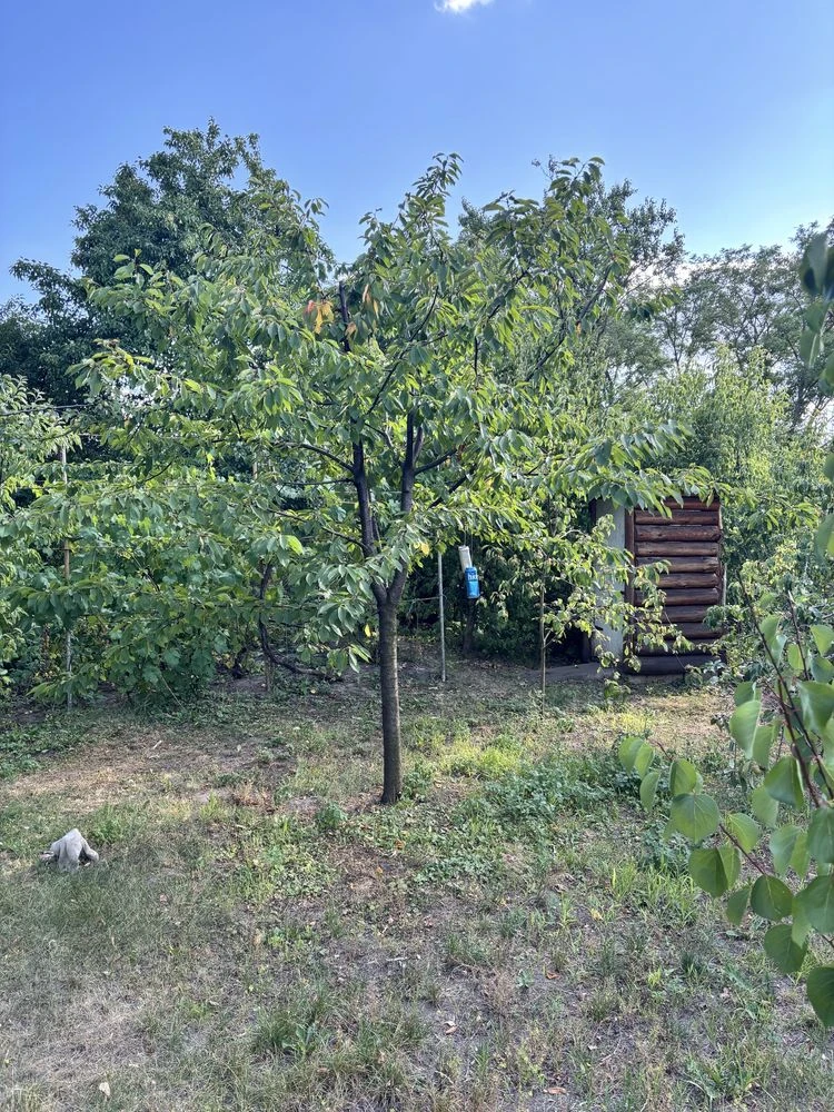Продам дачу в кооперативі МІЧУРІНЕЦЬ