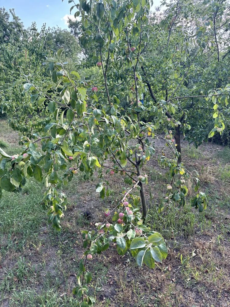 Продам дачу в кооперативі МІЧУРІНЕЦЬ
