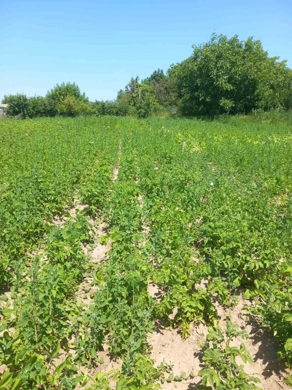Продам земельну ділянку