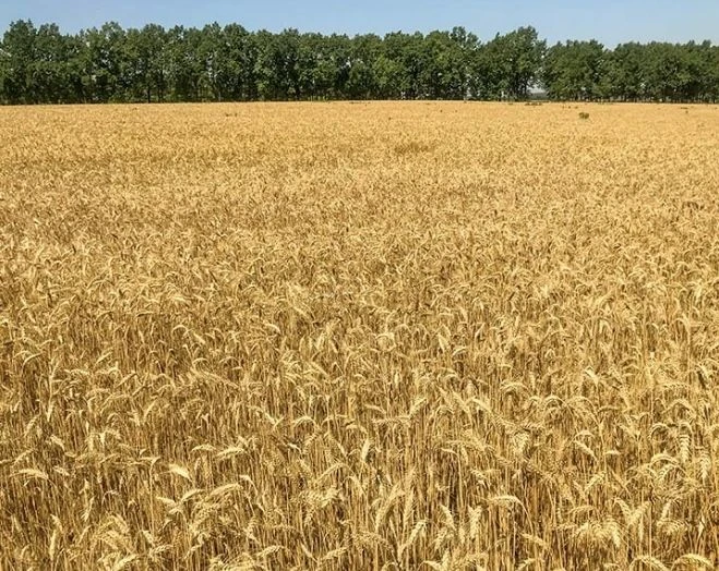 Продам пай 3,4 га Черкаська область