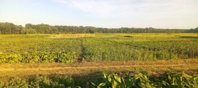 Терміново. Ціна за всю ділянку, або - як подарунок покупцю х