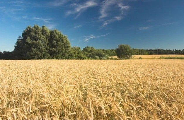 Продажа земельного пая 3,5635 Чернозем!