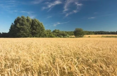 Продажа земельного пая 3,5635 Чернозем!