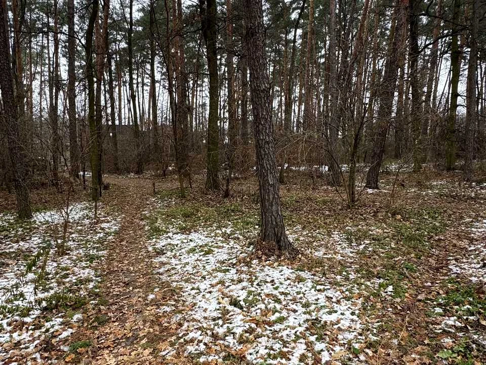 Ділянка. Буча, Миколи Леонтовича вул.
