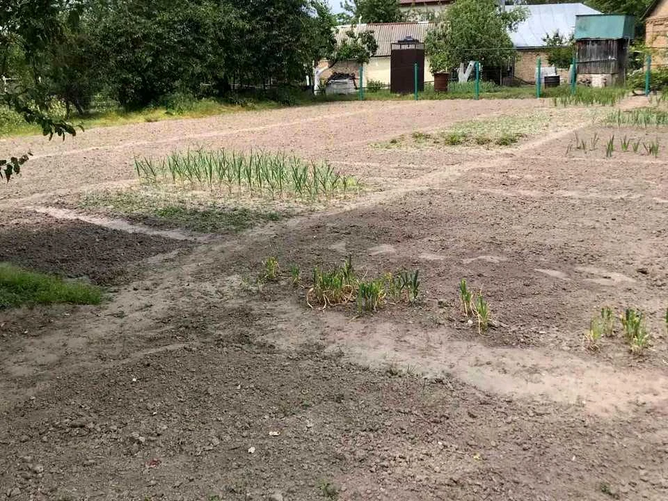 Ділянка. Буча, Івана Франка